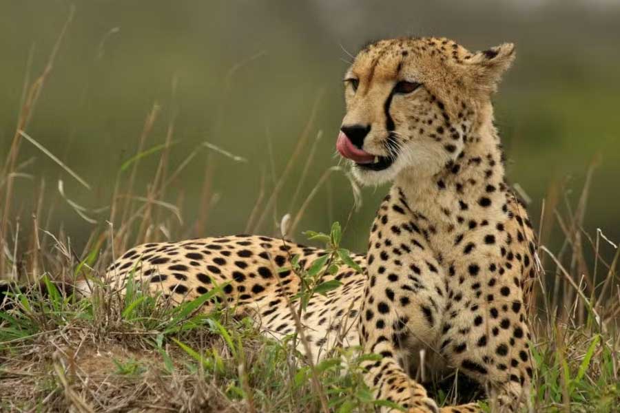 পাঁচ বছর পর ১৯৫২ সালে তৎকালীন কেন্দ্রীয় সরকারের পক্ষ থেকে চিতাকে বিলুপ্ত বলে ঘোষণা করা হয়। সেই সময় থেকে গত সাত দশক ধরে চিতা ছিল না এ দেশে। মোদী সরকারের দাবি, ভারতের অরণ্যে লুপ্ত হয়ে যাওয়া সেই চিতা ফেরানোর উদ্দেশ্যেই এই পদক্ষেপ।