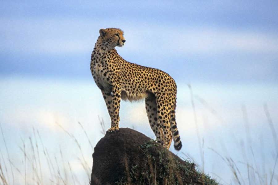 তবে ভারতে যে চিতাগুলি ফিরিয়ে আনা হচ্ছে সেগুলি আফ্রিকার চিতা। কেবল মাত্র ইরানেই এখনও পর্যন্ত এশীয় চিতার দেখা মেলে। 