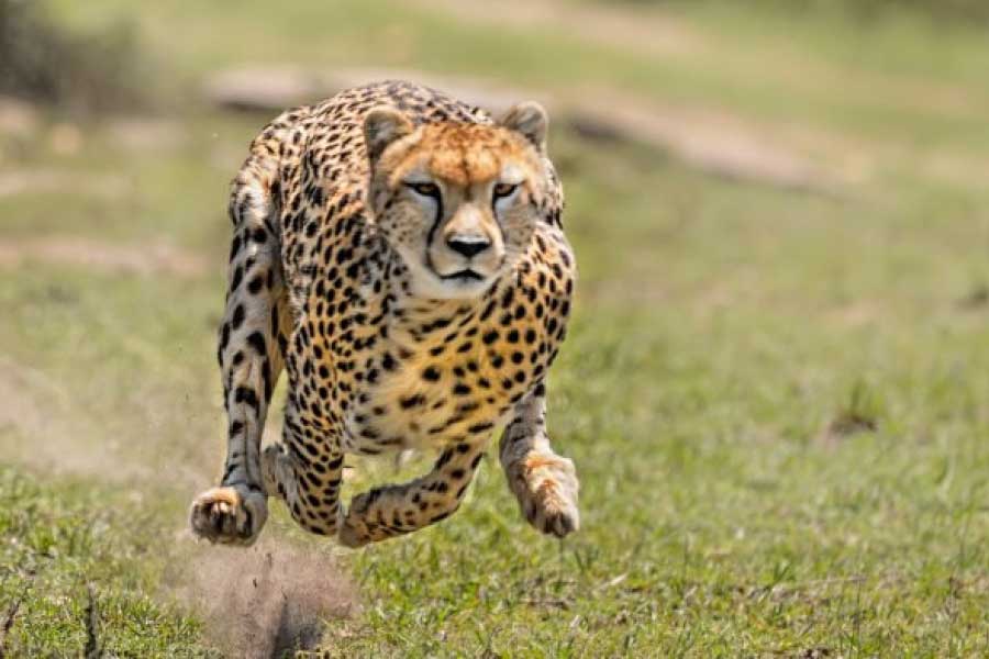 প্রাক্তন প্রধানমন্ত্রী মনমোহন সিংয়ের আমলে এক বার ইরান থেকে এশীয় চিতা ভারতে নিয়ে আসার তোড়জোড় শুরু হলেও পরে সেই পরিকল্পনা ভেস্তে যায়।