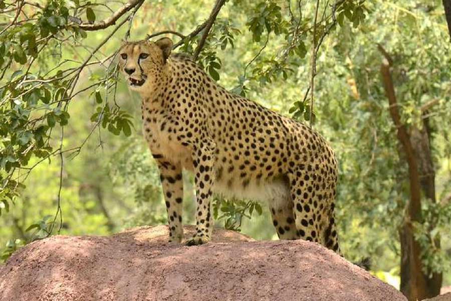 প্রথমেই সরাসরি জঙ্গলে না ছেড়ে তারের বেড়ায় ঘেরা মুক্ত প্রান্তরে ছাড়া হবে আটটি চিতাকে। যাতে তারা পরিবেশের সঙ্গে খাপ খাইয়ে নিতে পারে, সেই উদ্দেশ্যেই এই ব্যবস্থা।