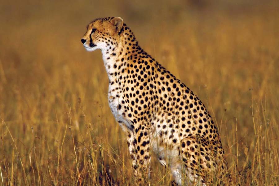 পরবর্তী ধাপে চিতাগুলিকে কুনো পালপুর জাতীয় উদ্যোনের একাংশ তারের জালে ঘিরে তৈরি ৫৫০ হেক্টর (১,৩৬০ একর) এলাকায় ছাড়া হবে। গাছে ছাওয়া প্রান্তরে থাকবে শিকার ধরার সুযোগও। যাতে তারা মুক্ত পরিবেশের সঙ্গে খাপ খাইয়ে নিতে পারে, সেই উদ্দেশ্যেই এই ব্যবস্থা।