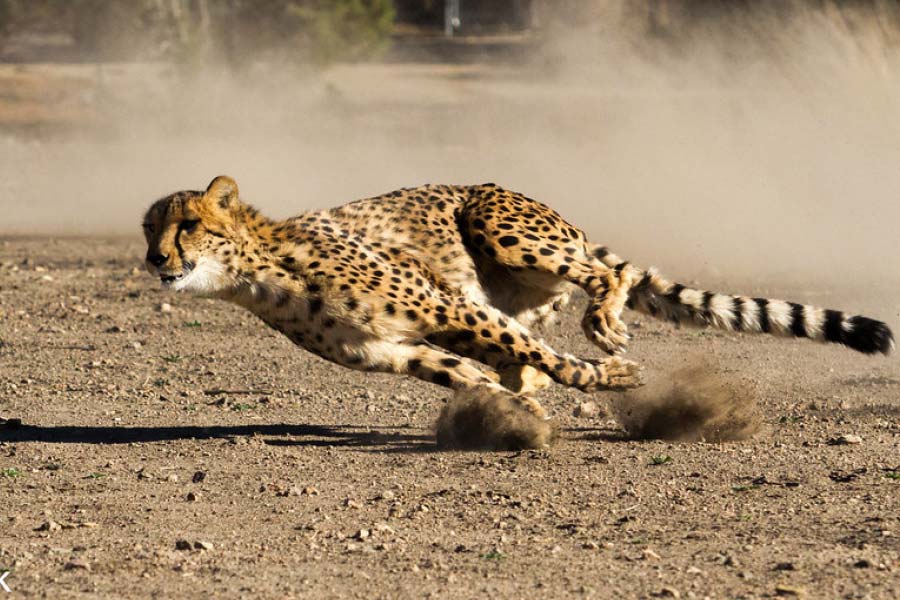 আটটি চিতার বয়স চার থেকে ছ’বছর। তার  মধ্যে তিনটি পুরুষ। দু’টি নামিবিয়ার চিতা কনজারভেশন প্রজেক্টের ৫৮ হাজার হেক্টেরের ‘ওটজিওয়ারঙ্গো প্রাইভেট রিজার্ভে’র বাসিন্দা। অন্যটি এরিন্ডি প্রাইভেট রিজার্ভের।