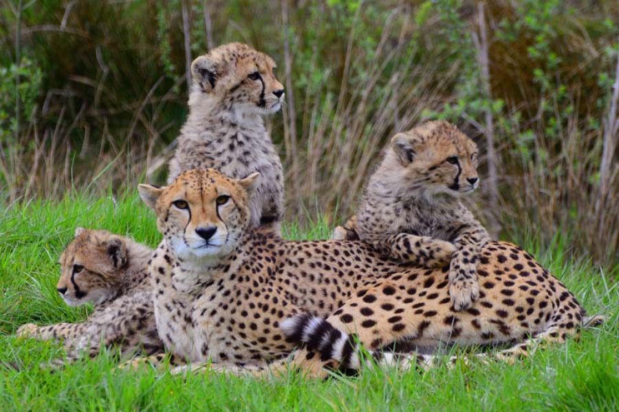  চলতি বছরের গোড়ায় কেন্দ্রীয় বন ও পরিবেশ মন্ত্রক বন্যপ্রাণ বিশেষজ্ঞদের একটি দল নামিবিয়ায় পাঠিয়েছিল। তারাই বিভিন্ন জঙ্গলে ঘুরে  ভারতে আনার জন্য চিতা বাছাই করেছে। দলে ছিলেন ওয়াইল্ডলাইফ ইনস্টিটিউট অফ ইন্ডিয়া (ডব্লিুডব্লিউএফ)-র বিজ্ঞানী ওয়াইভি ঝালা। 