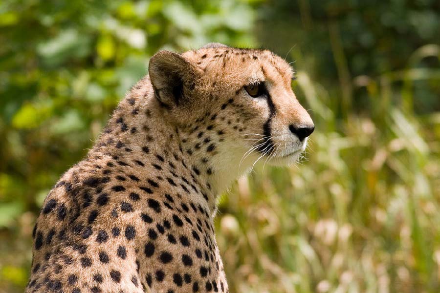 বন্যপ্রাণ গবেষকদের মতে জঙ্গল ও তৃণভূমিতে ঘেরা মধ্যপ্রদেশের এই বনাঞ্চলের পরিবেশ এবং আবহাওয়ার সঙ্গে আফ্রিকার চিতার প্রাকৃতিক আবাসভূমি সাভানার খুবই মিল রয়েছে। ফলে খাপ খাইয়ে নিয়ে বংশবৃদ্ধি করতে অসুবিধা হবে না।