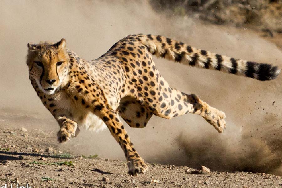 এক দশক আগে গড়ে তোলা হয়েছিল গির অরণ্য থেকে আনা সিংহের প্রাকৃতিক আবাসভূমি হিসেবে। কিন্তু গুজরাতের তৎকালীন মুখ্যমন্ত্রী মোদী সিংহ দিতে গররাজি হওয়ায় আফ্রিকার চিতার ঠাঁই হচ্ছে মধ্যপ্রদেশের সেই কুনো পালপুর জাতীয় উদ্যানে।