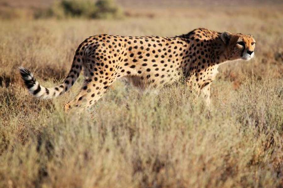 কেন্দ্রীয় বন ও পরিবেশ মন্ত্রক সূত্রের খবর, আগামী পাঁচ বছর ধরে ধাপে ধাপে ৫০টি চিতা ভারতে আনা হবে। এর মধ্যে চলতি বছর দক্ষিণ আফ্রিকা থেকে আনা হবে আরও ১২টিকে।