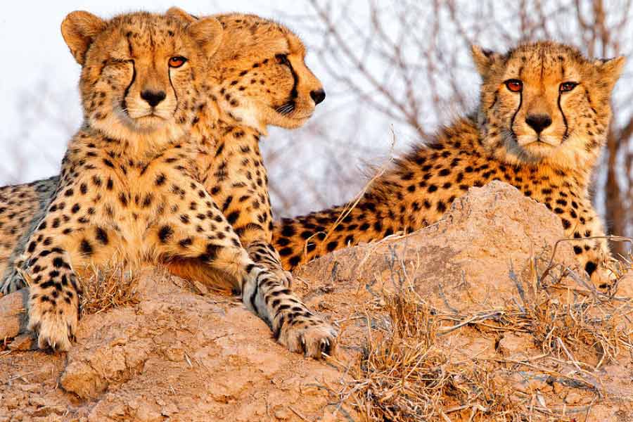 আফ্রিকার বিভিন্ন দেশের বনাঞ্চলে এখন চিতার সংখ্যা ৭,০০০-এর কিছু বেশি। এর মধ্যে দক্ষিণ আফ্রিকায় রয়েছে প্রায় ৪,৫০০টি। নামিবিয়া, বৎসোয়ানা এবং জিম্বাবোয়েতেও রয়েছে ভাল সংখ্যায় চিতা।