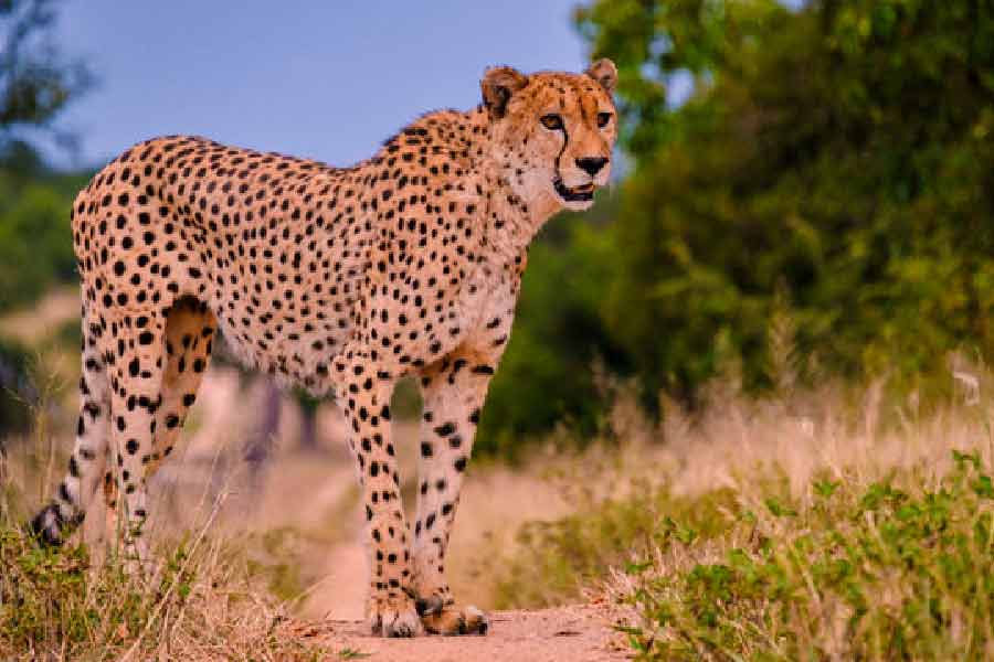 জিনগত বিবর্তন বিশ্লেষণ করে দেখা গিয়েছে, প্রায় ৫০০০ বছর আগে আফ্রিকার চিতার (অ্যাসিনোনিক্স জুবেটাস জুবেটাস) থেকে উৎপত্তি হয়েছিল তার জাতভাই এশীয় চিতার (অ্যাসিনোনিক্স জুবেটাস ভ্যানাটিকাস)। সেই থেকে তারা ভিন্ন উপপ্রজাতি।