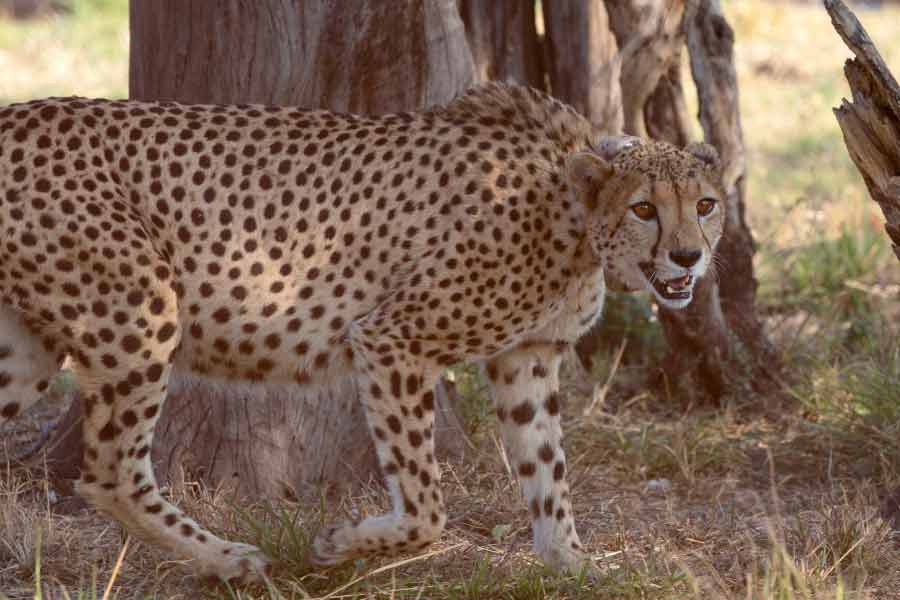 ১৯৪৭ সালে সরগুজার (বর্তমান ছত্তীসগঢ়ে) রাজা রামানুজ প্রসাদ সিংহদেও তিনটি এশীয় চিতা শিকার করেছিলেন। তার পর আর ভারতে চিতার দেখা মেলেনি। এখন কেবল ইরানের তুরান-সহ কিছু এলাকায় শ’খানেক এশীয় চিতা টিকে রয়েছে।