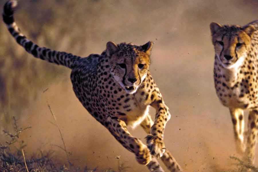 মনমোহন সিংহের সরকারের আমলে ২০০৯ সালে ইরান থেকে এশীয় চিতা আনার চেষ্টা হয়েছিল। তেহরানের প্রাথমিক সম্মতিও মিলেছিল। তবে এশীয় চিতার বিনিময়ে ভারত থেকে এশীয় সিংহ চেয়েছিল ইরান। শেষ পর্যন্ত তা বাস্তবায়িত হয়নি।