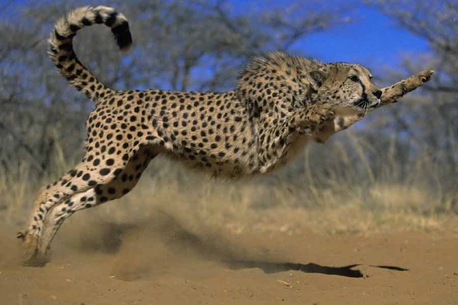 পঞ্জাব, রাজপুতানা, উত্তর ভারত, মধ্যভারত, দাক্ষিণাত্য এমনকি, ওড়িশায় ছিল চিতার বসতি। এদের পোষ মানিয়ে ‘কোর্সিং’ (লেলিয়ে দিয়ে শিকার করানোর খেলা)-এর রেওয়াজও প্রায় হাজার বছরের পুরনো।