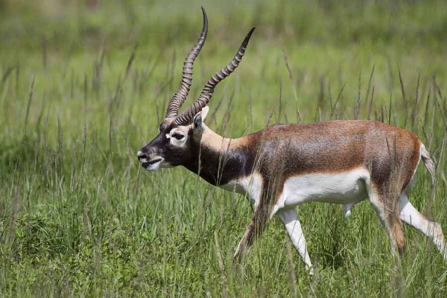 দ্বাদশ শতকে কল্যাণীর চালুক্যরাজ তৃতীয় সোমেশ্বরের দরবারি নথিতে পোষা চিতার সাহায্যে কৃষ্ণসার, চিঙ্কারা শিকারের প্রসঙ্গ রয়েছে। ‘তুজ্‌ক-ই-জহাঙ্গিরি’ বলছে, মুঘলরাজ জহাঙ্গিরের পশুশালায় ছিল কয়েক হাজার প্রশিক্ষিত শিকারি চিতা।