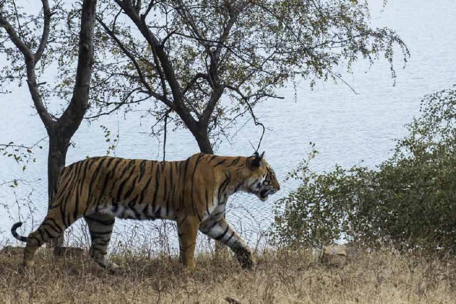 রয়েছে অন্য বিপদও। কুনো-পালপুর এবং আশপাশে ৫০টিরও বেশি চিতাবাঘের (লেপার্ড) বাস। অদূরের রণথম্বৌর ব্যাঘ্র প্রকল্প আর কৈলাদেবী অভয়ারণ্য থেকে বাঘের আনাগোনাও ঘটে প্রায়শই। ‘বহিরাগত’ চিতাদের সঙ্গে তাদের সঙ্ঘাতের আশঙ্কা রয়েছে।