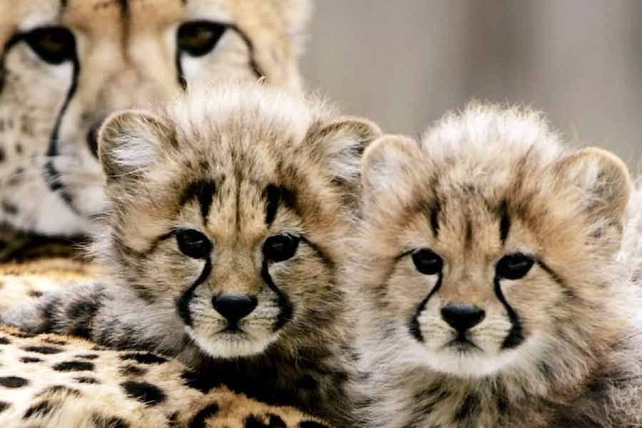 মোদী সরকারের ‘প্রজেক্ট চিতা’র অন্যতম সহায়তাকারী তথা নামিবিয়ার চিতা সংরক্ষণ প্রকল্পের আধিকারিক ল্যারি মার্কারের মতে রোগ বা শিকারি প্রাণীর হানায় চিতার ৯০ শতাংশ শাবকেরই মৃত্যু হয়। অচেনা পরিবেশে তাদের বাঁচিয়ে রাখার জন্য তাই বিশেষ নজর দেওয়া প্রয়োজন।