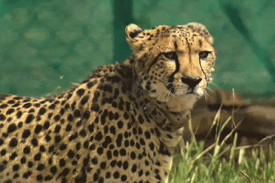 আফ্রিকা থেকে এল আট চিতা! জন্মদিনে খাঁচামুক্ত করে মোদী বললেন, ‘ঐতিহাসিক দিন’, দেখুন ভিডিয়ো