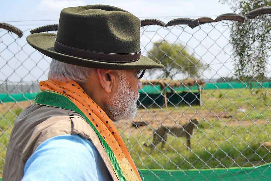 মুক্ত পরিবেশে একটি চিতা ৮-১২ বছর বাঁচে। ফলে উপযুক্ত পরিবেশ ও নিরাপত্তা পেলে আগামী পাঁচ বছরে কুনো পালপুর চিতার স্থায়ী আবাসক্ষেত্রে পরিণত হতে পারে। প্রয়োজনে সংরক্ষিত অঞ্চল লাগোয়া ৫,০০০ বর্গকিলোমিটার এলাকাও চিতা সংরক্ষণে ব্যবহার করা হতে পারে বলে সরকারি সূত্রের খবর।