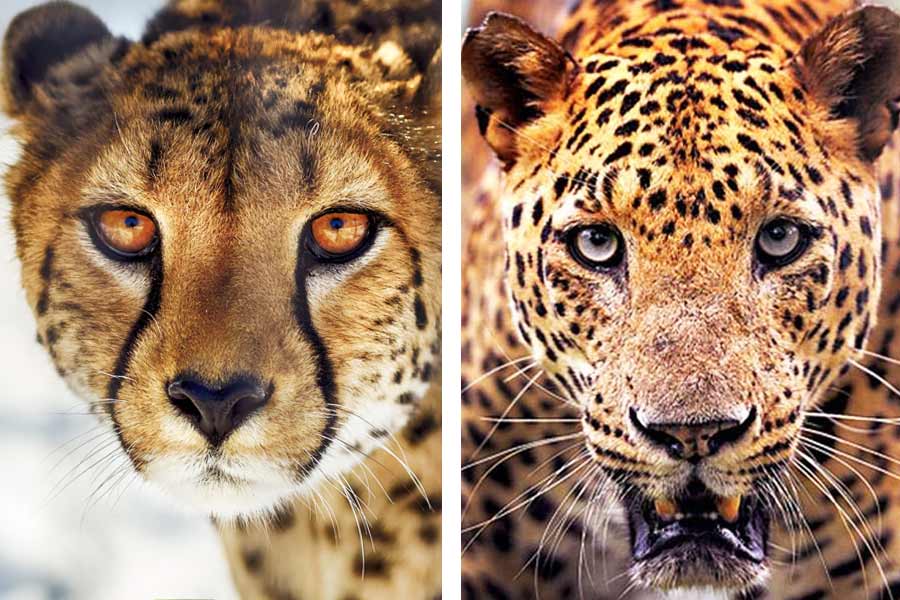 আফ্রিকা থেকে আটটি চিতা উড়িয়ে আনা হয়েছে ভারতে। জন্মদিনে সেই চিতাদের খাঁচামুক্ত করেছেন স্বয়ং প্রধানমন্ত্রী নরেন্দ্র মোদী। মধ্যপ্রদেশের কুনো জাতীয় উদ্যানে রাখা হয়েছে বিশ্বের এই দ্রুততম প্রাণীদের। কিন্তু, অনেকেই চিতাকে গুলিয়ে ফেলেন চিতাবাঘের সঙ্গে। দু'টি কিন্তু সম্পূর্ণ পৃথক প্রাণী।