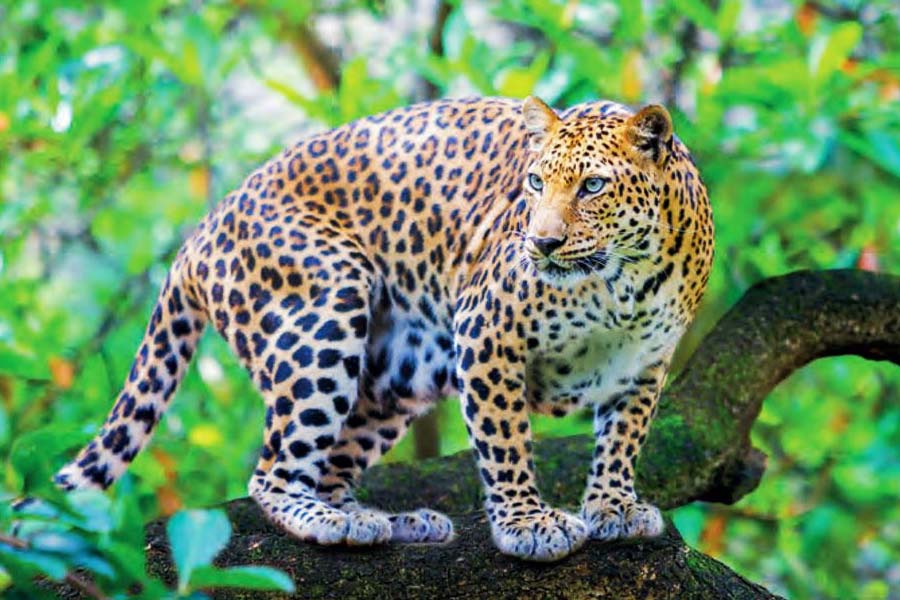 চিতা আর চিতাবাঘকে দেখতে কিছুটা এক রকম হওয়ায় এই ভ্রান্তি তৈরি হয়ে থাকে। ইংরেজিতে চিতাবাঘকে বলে ‘লেপার্ড’। কিন্তু চিতা অন্য প্রাণী।