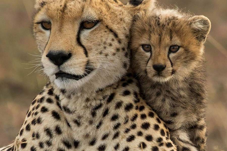 চিতা আর চিতাবাঘ চেনার সবচেয়ে সহজ উপায় হল তাদের মুখ। চিতার নাকের দুই ধার বরাবর চোখ থেকে চোয়াল পর্যন্ত থাকে গাঢ় কালো দাগ। লেপার্ড বা চিতাবাঘের মুখে এই দাগ থাকে না।