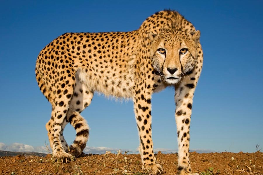 এ ছাড়াও যে চিহ্ন চিতা আর চিতাবাঘকে আলাদা করে, তা হল এদের শরীরের কালো ছোপ। চিতার হলদে দেহে কালো ছোপগুলি অত্যন্ত স্পষ্ট এবং গাঢ়। সেই কালো রঙের মাঝে আর কোনও রং দেখা যায় না। কিন্তু চিতাবাঘের দেহের কালো ছোপ অন্য ধরনের। ফুলের মতো এই কালো দাগগুলি ছড়িয়ে থাকে। মাঝে হলুদ রং দেখা যায়। মিশমিশে কালো ছোপ চিতাবাঘের দেহে থাকে না।