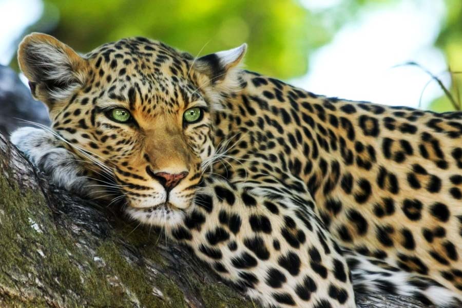 Cheetah | Differences between cheetah and leopard are huge dgtl -  Anandabazar