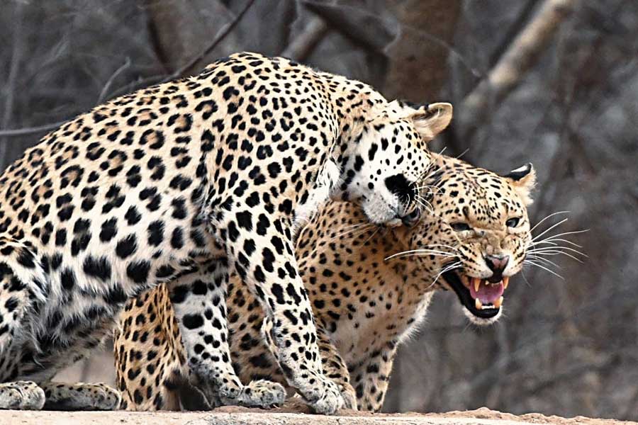 চিতাবাঘের নখ বিড়ালের মতো। তারা আপাত ভাবে ধারালো নখ থাবার আড়ালে ঢুকিয়ে রাখে। শিকার ধরার সময় নখ বার করে তার উপর ঝাঁপিয়ে পড়ে। কিন্তু, চিতার নখ অনেকটা কুকুরের মতো। তা বাইরের দিকে বার করাই থাকে। চিতার গাছে চড়তে না পারার অন্যতম কারণ হল নখের এই গড়ন।