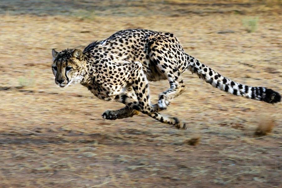 স্থলভাগের সবচেয়ে দ্রুতগামী প্রাণী চিতা। ঘণ্টায় ১২০ কিলোমিটার বেগে ছুটতে পারে তারা। ৩ সেকেন্ডের মধ্যে চিতার গতি শূন্য থেকে ঘণ্টায় ১০৩ কিলোমিটারে পৌঁছে যেতে পারে অনায়াসে। অন্য দিকে, চিতাবাঘের সর্বোচ্চ গতি ঘণ্টায় ৫৮ কিলোমিটার।