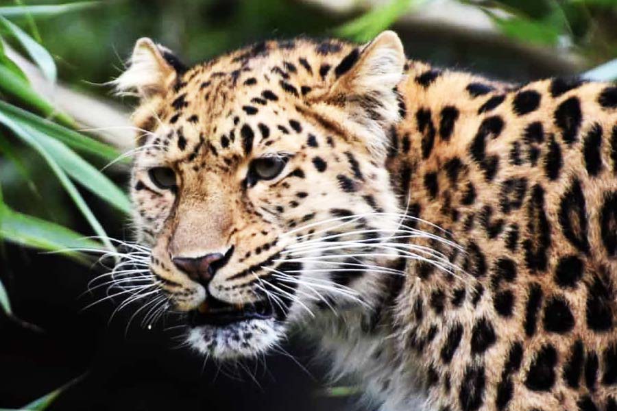 চিতা এবং চিতাবাঘ, উভয়েই ভাল সাঁতার কাটতে পারে। কিন্তু জলে নামতে চিতার স্বভাবজাত অনীহা রয়েছে। চিতাবাঘের তা নেই। 