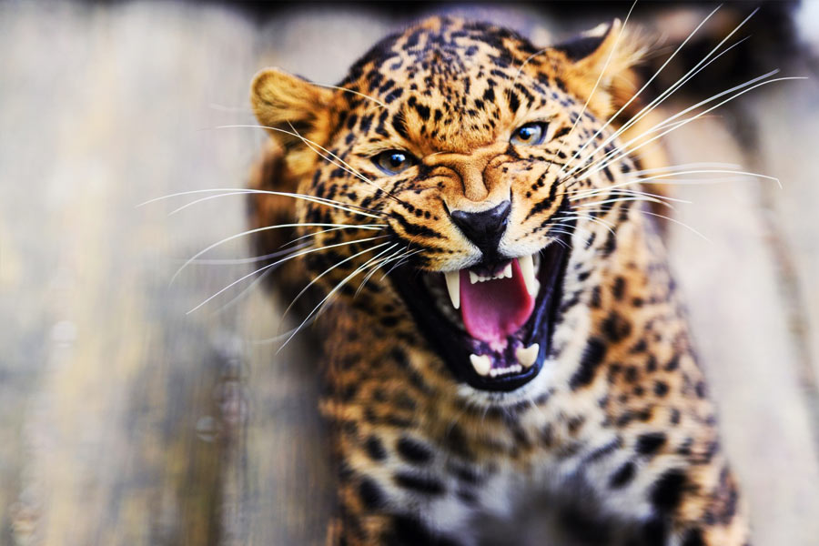 চিতাবাঘের সন্তান প্রসবের কোনও নির্দিষ্ট সময় নেই। ৯০ থেকে ১০৫ দিন স্ত্রী চিতাবাঘ গর্ভে সন্তানধারণ করে থাকে। এক বারে দু'টি শাবকের জন্ম দেয় তারা। কোনও কোনও ক্ষেত্রে শাবকের সংখ্যা ছ’টিও হতে পারে। স্ত্রী চিতার গর্ভধারণের সময়কাল ৯০ থেকে ৯৮ দিন। তারা এক বারে তিন থেকে চারটি শাবকের জন্ম দিয়ে থাকে।