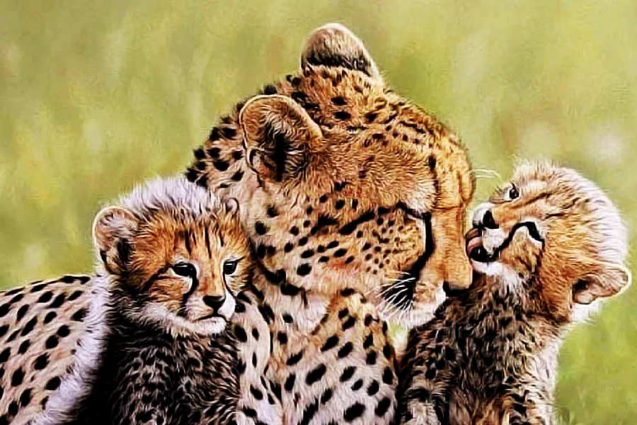 চিতাবাঘ এবং চিতা, উভয়ের ক্ষেত্রেই সদ্যোজাত শাবকের দৃষ্টি থাকে না। চোখ ফুটতে দিন দশেক সময় লাগে।