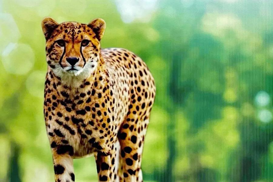 চিতাবাঘ সাধারণত ঘন জঙ্গলে থাকে। কিন্তু চিতাদের দেখা যায় তৃণভূমিতে। লম্বা লম্বা ঘাসওয়ালা বিস্তীর্ণ তৃণভূমি, মাঝেমাঝে উঁচু গাছের ছায়া— চিতার বাসযোগ্য এলাকা।