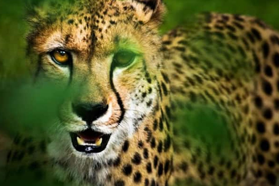 চিতাবাঘ অবস্থা বিশেষে মানুষখেকো হয়ে উঠতে পারে। অসুস্থ বা আহত হলে মানুষের উপর তারা আক্রমণ করে। অতর্কিতে হামলা করে শিকার করে চিতাবাঘ। জঙ্গলে তৃণভোজী প্রাণীর অভাব হলে চিতাবাঘ লোকালয়ে চলে আসে শিকারের খোঁজে। কিন্তু, চিতা মানুষ মারে না।