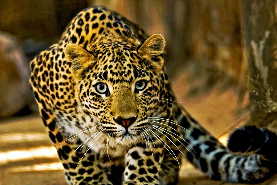 চিতা আর চিতাবাঘের মধ্যে লড়াই লেগেই থাকে। এই দুই প্রকার প্রাণীর সহাবস্থান বিরল নয়। তবে চিতাবাঘের এলাকায় চিতা ঢুকে পড়লেই বিপত্তির শুরু। চিতাকে তাড়া করে চিতাবাঘ। অনেক ক্ষেত্রেই চিতাবাঘের আক্রমণে চিতার মৃত্যু হয়। 