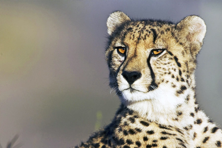 চিতা সাধারণত দিনের আলোতেই শিকার করে থাকে। রাতে ভাল দেখতে পায় না। তবে চিতাবাঘ রাতেই শিকার ধরতে পছন্দ করে। তাদের চোখের কোষ রাতেই বেশি সংবেদনশীল। সময়বিশেষে অবশ্য দিনেও সুযোগ ছাড়ে না তারা।