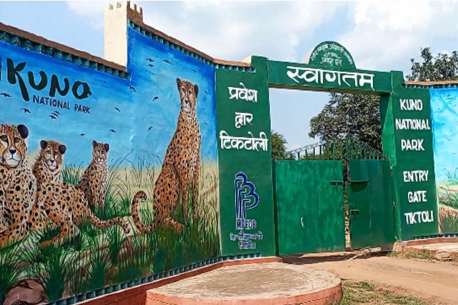 সাত দশক আগে ভারতে চিতা ছিল। তার পর দেশ থেকে বিলুপ্ত হয়ে গিয়েছে এই প্রাণী। শনিবার আফ্রিকা থেকে আনা আটটি চিতাকে যে জঙ্গলে রাখা হয়েছে, সেখানে প্রচুর চিতাবাঘও রয়েছে। অনেকেই তাই আশঙ্কা করছেন, চিতাবাঘের হাতে ভিনদেশি অতিথিদের বিপদ ঘনাতে পারে।