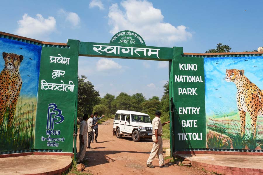 দেশের মাটিতে সাত দশক পর আবারও পায়ের ছাপ চিতার। শনিবার ভারতে আট চিতার আগমনে দেশজুড়ে উচ্ছ্বাসের ছবি ধরা পড়েছে। কিন্তু চিতাদের আগমনে তাঁদের মুখ ফ্যাকাশে হয়ে গিয়েছে। চিতার পায়ের ছাপে তাঁদের জীবনে কি আদৌ কোনও পরিবর্তন হবে? না কি আবারও ভিটেমাটি ছাড়া হতে হবে! আপাতত এই আশঙ্কাই তাড়া করে বেড়াচ্ছে মধ্যপ্রদেশের শেওপুর জেলার গ্রামবাসীদের মনে। 