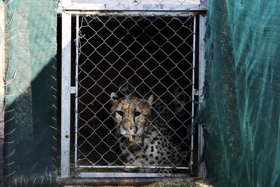 প্রায় সাত দশক পর দেশে ফিরল চিতা। যদিও এই প্রথম ভারতে আফ্রিকান চিতা আনা হল। অতীতে যে চিতার বাস ছিল দেশে, তা ছিল এশীয়। 