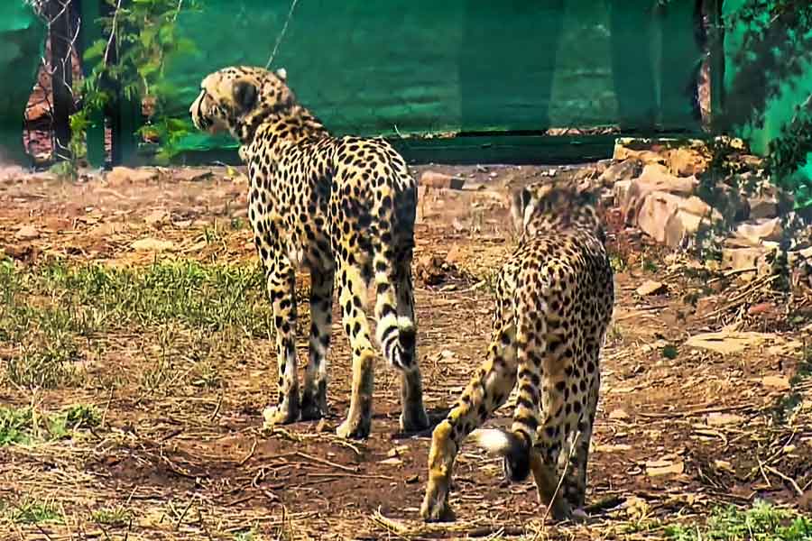 কিন্তু মোদী সরকারের চিতা প্রকল্প ‘রিইন্ট্রোডাকশন’ বা পুনর্প্রবর্তনে হেলদোল নেই কুনো ন্যাশনাল পার্ক লাগোয়া গ্রামের বাসিন্দাদের। বরং তাঁদের ভবিষ্যৎ ঘিরে ওই বাসিন্দাদের মনের কোণে দানা বেঁধেছে শঙ্কার কালো মেঘ।
