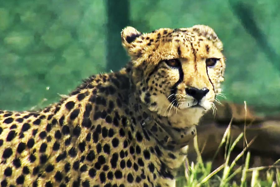  সংবাদ সংস্থা পিটিআই-কে শেওপুর-শিবপুরী রাস্তায় চা বিক্রেতা রাধেশ্যাম যাদব আশঙ্কার কথা শুনিয়েছেন— আবারও গ্রাম থেকে উচ্ছেদ করা হতে পারে তাঁর পরিবারকে। 