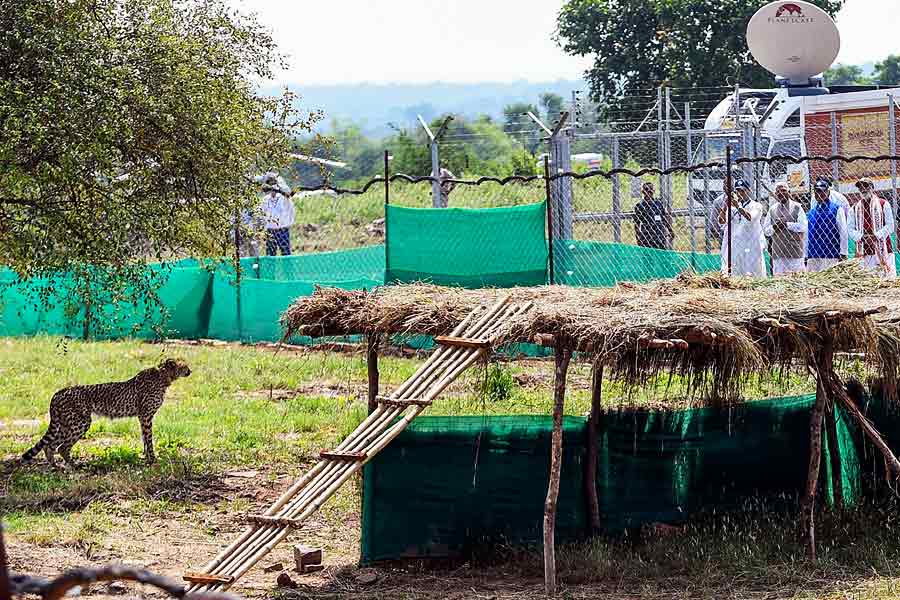  তাঁর কথায়, ‘‘পার্কের জন্য চার-পাঁচটা গ্রাম যদি উচ্ছেদ করা হয়, তা হলে আমার ছোট এই খাবারের দোকানটার কী হবে? গত ১৫ বছর ধরে কুনো পার্কের জন্য ২৫টি গ্রাম উচ্ছেদ হয়েছে। এর ফলে আমরা আর্থিক ভাবে ক্ষতিগ্রস্ত হয়েছি।’’ ফলে চিতার আগমনে আবার উচ্ছেদ করা হবে কি না, এই আশঙ্কায় দিন গুজরান করছেন তিনি।