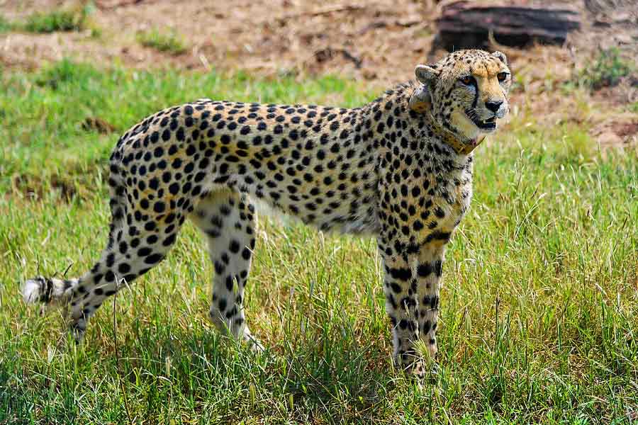 কুনো পার্কের কাছে একটি জলাধার চিন্তা বাড়িয়েছে রামকুমার গুর্জর নামে এক কৃষকের। তিনি বলেছেন, ‘‘ন্যাশনাল পার্কের জন্য অতীতে গ্রামবাসীদের সরানো হয়েছিল। এখন কাটিলা এলাকায় কুনো নদীতে জলাধার করা হচ্ছে। এর ফলে কমপক্ষে ৫০টি গ্রামে ক্ষতি হবে।’’