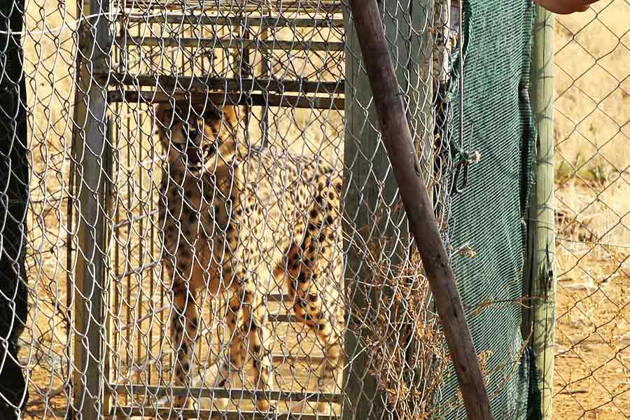 অনেকে আবার চিতার হামলার ভয়ে কাঁটা হয়ে রয়েছেন। যদি পার্ক থেকে কোনও ভাবে বেরিয়ে পড়ে চিতা! ধর্মেন্দ্রকুমার ওঝা নামে ওই বাসিন্দার আশঙ্কা, গ্রামে ঢুকে পড়তে পারে চিতা— যদি ঘাড়ে এসে পড়ে থাবা কী হবে তা জানি, বাবা! 