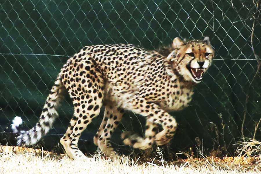 একটি পোশাকের দোকান চালান ধর্মেন্দ্র। তাঁর সাফ কথা, ‘‘এই প্রকল্প (চিতা পুনর্প্রবর্তন প্রকল্প) থেকে স্থানীয় বাসিন্দারা কী পাবেন? বাইরের লোকেরা এখানে হোটেল ও রেস্তরাঁর জন্য জমি কিনছেন। গ্রামগুলিকে সরালে আবারও ধাক্কা খাবে ব্যবসা।’’