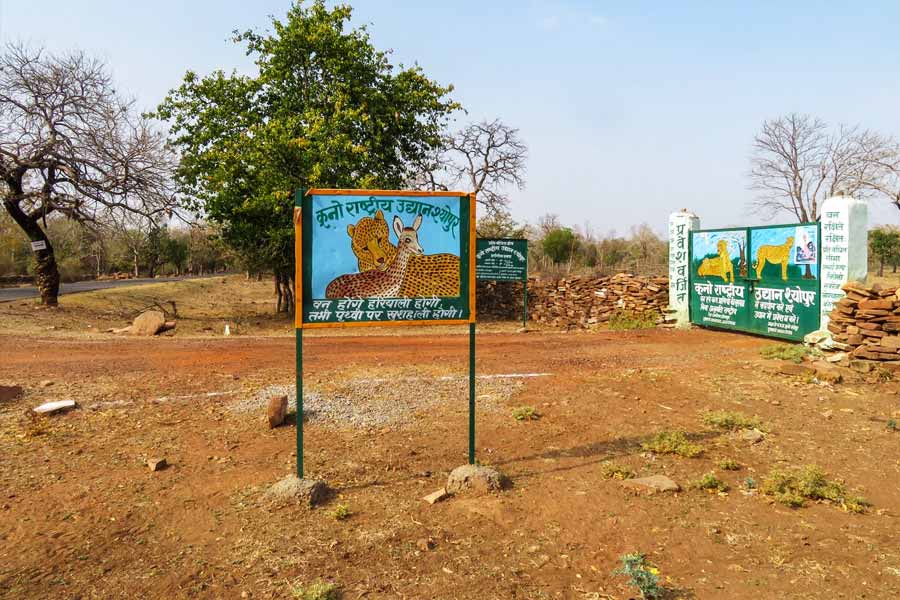 তবে উল্টো ছবিও রয়েছে। কোনও কোনও বাসিন্দার আশা, চিতা আসার ফলে এলাকায় কর্মসংস্থান তৈরি হতে পারে। চা বিক্রেতা সুরত সিংহ যাদব যেমন বলেছেন, ‘‘জমির দাম বাড়ছে। যাঁদের জমি রয়েছে, তাঁরা চড়া দর হাঁকাচ্ছেন। প্রধানমন্ত্রীর এই প্রকল্পের ফলে সাময়িক ত্বরান্বিত হয়েছে ব্যবসা। তবে আগামী দিনে কী হবে, বলতে পারব না।’’