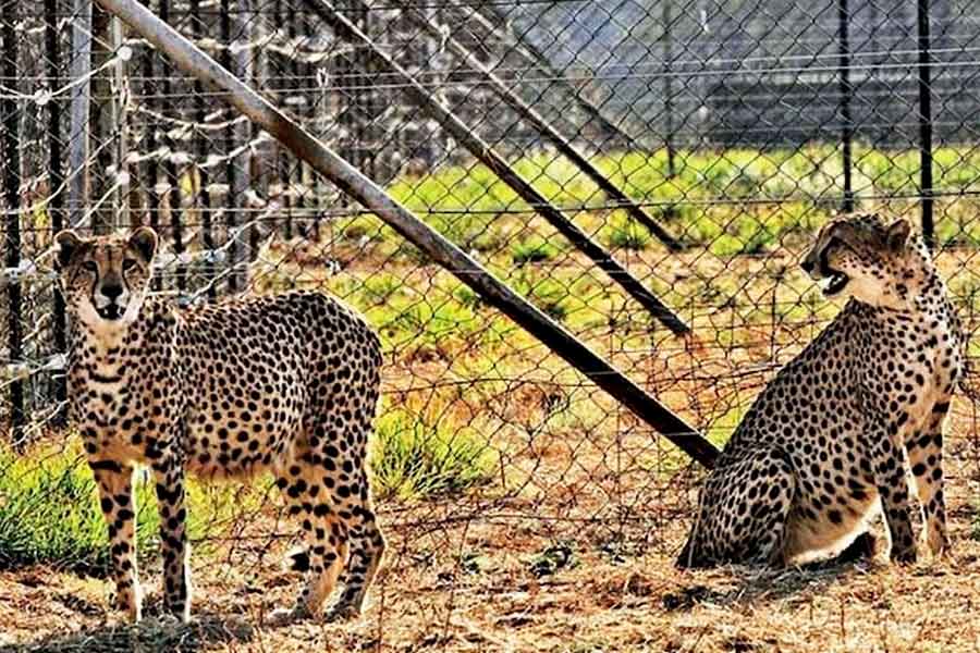  চিতা আসার ফলে কুনো ন্যাশনাল পার্কে পর্যটকের সংখ্যা বাড়তে পারে। ফলে পর্যটন ব্যবসা লাভবান হওয়ার সম্ভাবনা রয়েছে। হোটেল-রেস্তরাঁয় কাজ পেতে পারেন স্থানীয়রা। এমনই আশা করছেন রামকুমার গুর্জর নামের এক বাসিন্দা। 