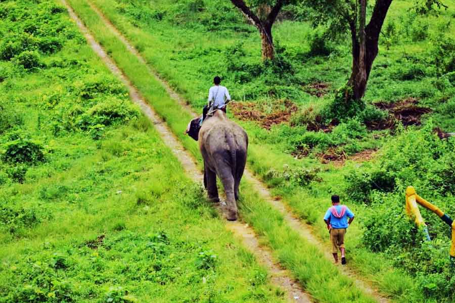  কর্মসংস্থান, পর্যটন ব্যবসায় লাভের আশা অনেকে করলেও চিতার ফেরা নিয়ে দুশ্চিন্তাই কুরে কুরে খাচ্ছে বেশির ভাগ গ্রামবাসীকে।