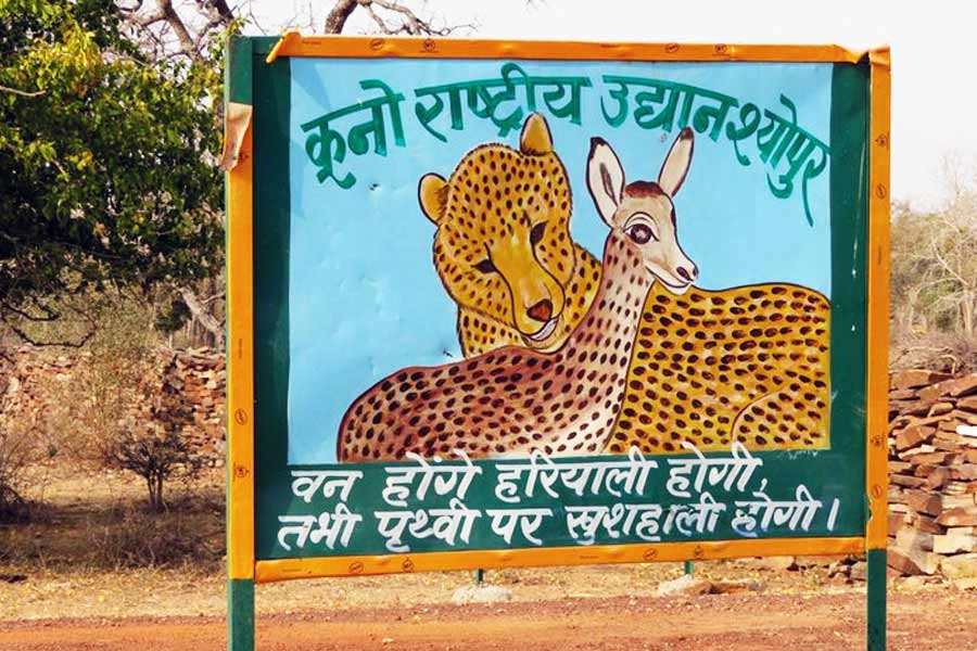 যদিও প্রশাসনের দাবি, চিতা ফেরার ফলে ওই এলাকায় পর্যটনক্ষেত্রের চেহারা পাল্টে যাবে। যার সুফল পাবেন স্থানীয়রা। কিন্তু সেই সুফল পেতে যে আরও বেশ কয়েক বছর অপেক্ষা করতে হবে, তা বুঝেছেন বাসিন্দারা।