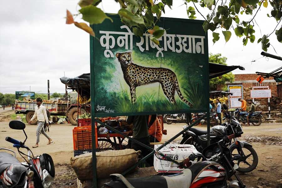 চিতার আগমনে আবারও উচ্ছেদের ভয় তাড়া করেছে বাগচা গ্রামের বাসিন্দাদের। অধিবাসীরা ভিটে বাঁচানোর চেষ্টা করছেন, ক্ষতিপূরণের জন্যও লড়ছেন। গুট্টুর ছেলে-সহ অন্তত ৭০টি নাম ক্ষতিপূরণের তালিকা থেকে বাদ পড়েছে বলে অভিযোগ।