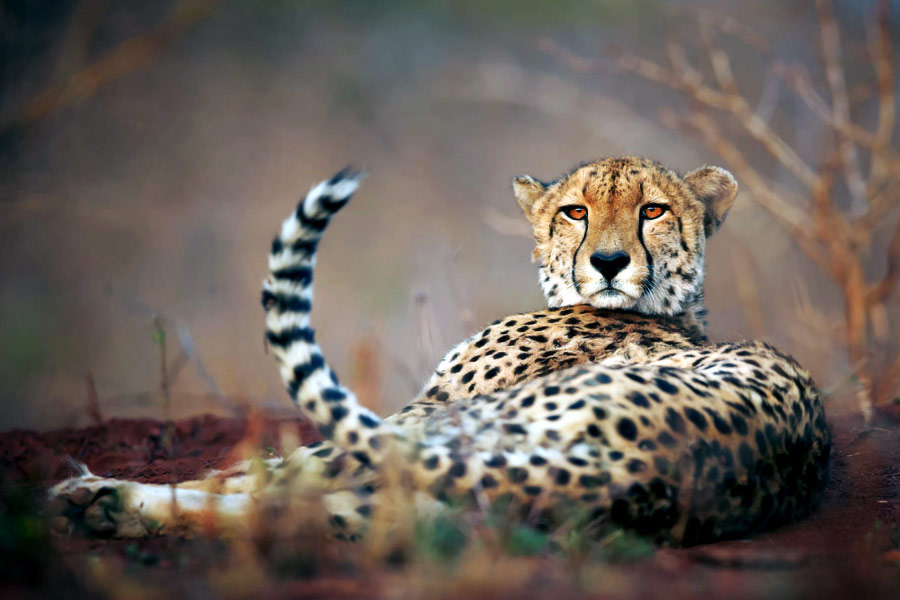 Cheetah Cheetahs At Kuno National Park Villagers Fear Land