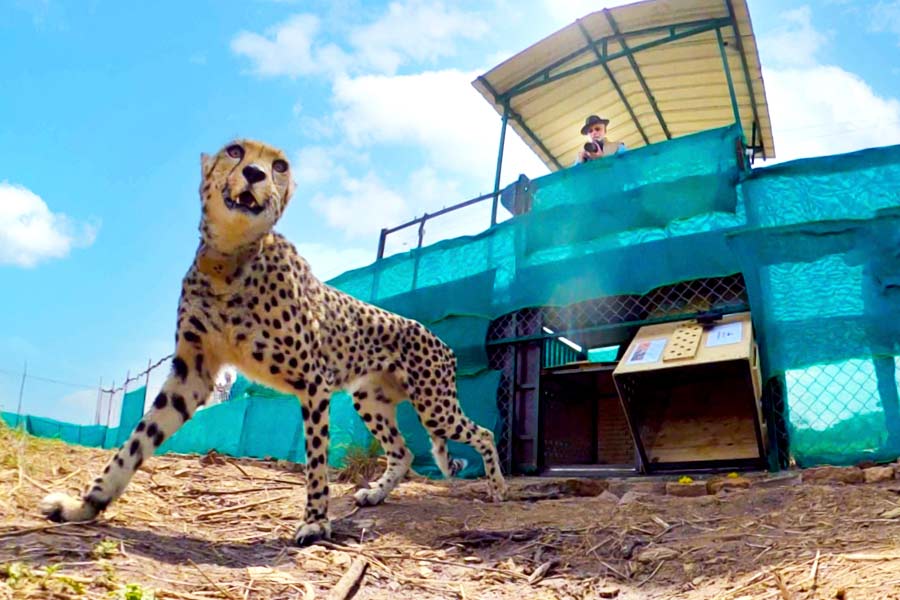 কিন্তু আফ্রিকান চিতা ভারতীয় পরিবেশে খাপ খাওয়াতে পারবে কি না, এ নিয়ে আশঙ্কায় রয়েছেন পরিবেশবিদদের একাংশ। পাশাপাশি চিতার ফেরায় যে ভাবে এক রাশ দুশ্চিন্তা গ্রাস করল কুনো পার্ক লাগোয়া গ্রামবাসীদের, তা এই পর্বে উদ্বেগ বাড়াল বলেই মনে করা হচ্ছে।
